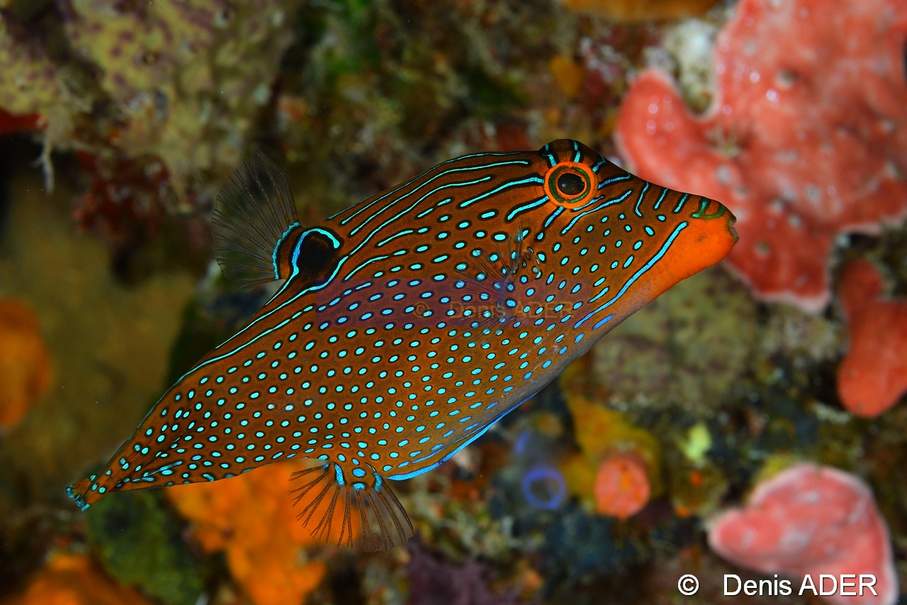 Canthigaster papua Tomia Hondue Beach-17m-20180525-Denis-ADER-DSC_0279_tn.jpg